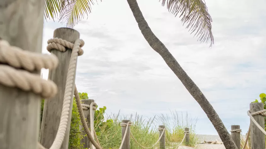 Palm tree swaying