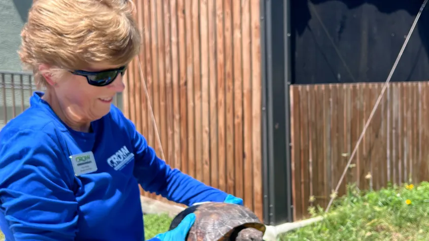 Woman holding a gopher tortoise at CROW