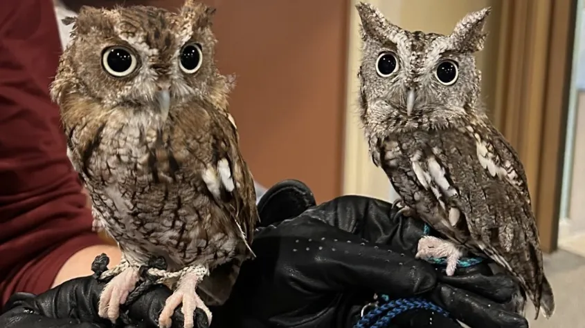 Two Eastern Screen owls at CROW