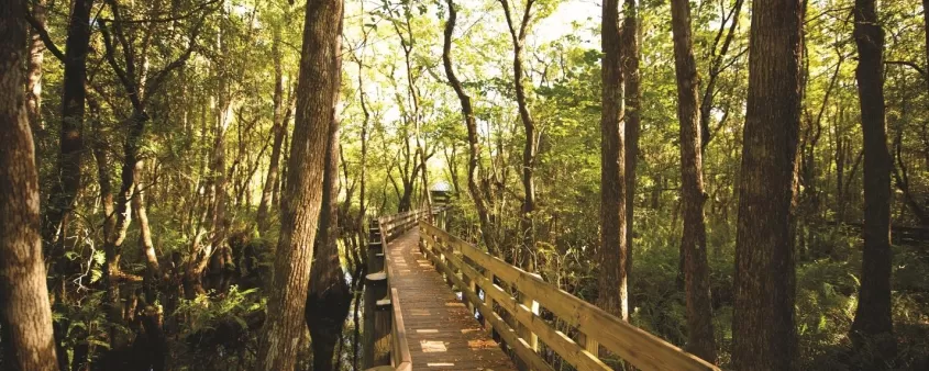 sanibelstoopotherlocallingo_04.jpg
