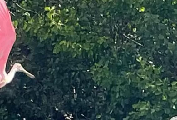 Discover breathtaking nature and wildlife in our islands, beaches and neighborhoods.