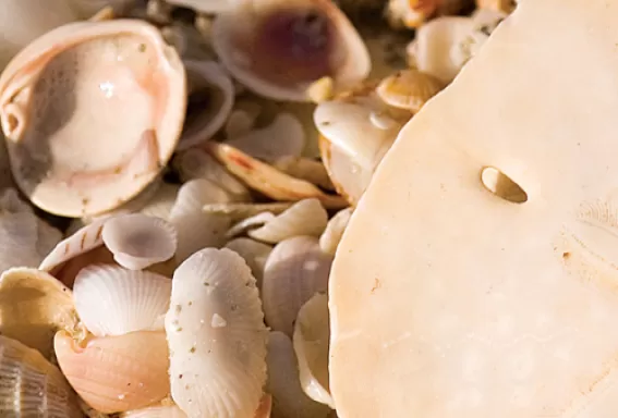 Find your seashell treasures along our shores.